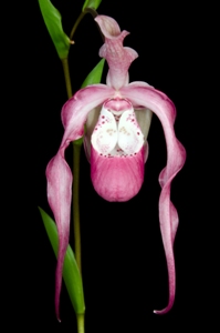 Phragmipedium Frank Smith Her Majesty AM/AOS 84 pts.